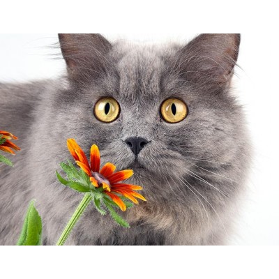 Симптомы аллергии у кота, нужно ли укол коту от аллергии?